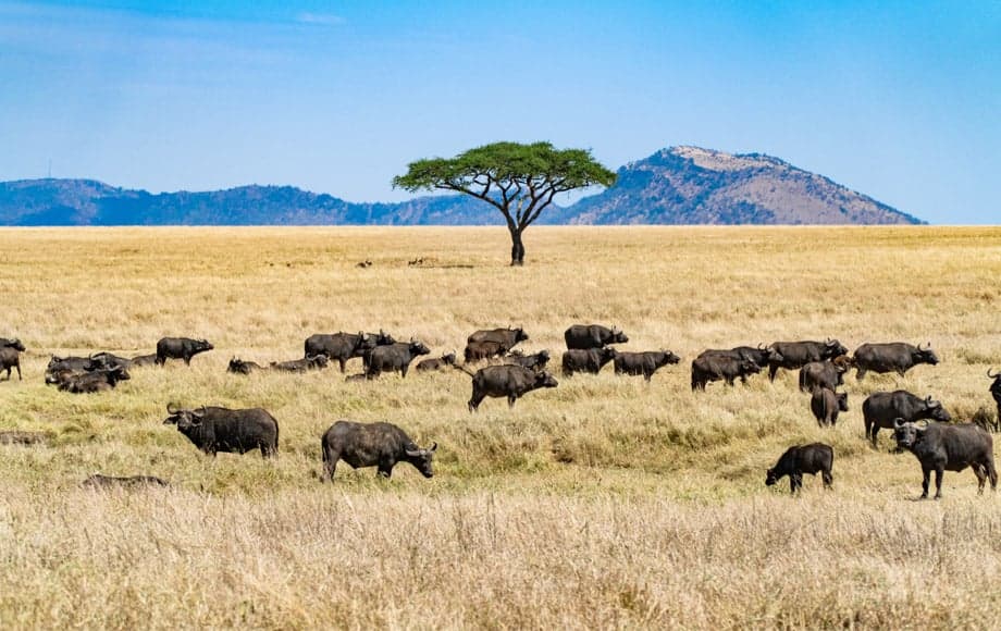 Tanzania — The Luxury Frontier — Serengeti, Kilimanjaro & Beyond