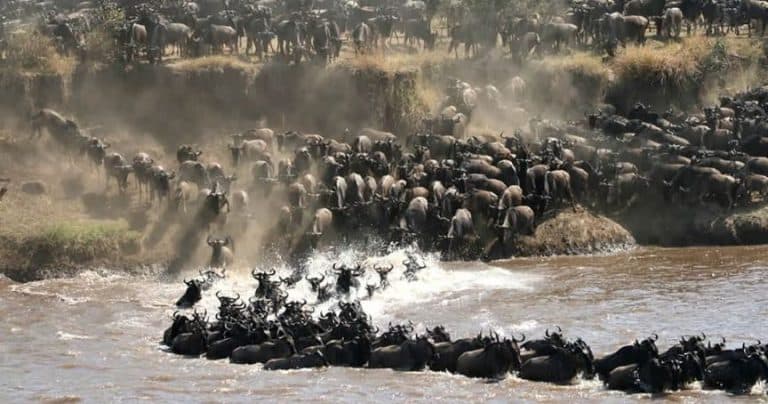 The Ultimate Guide to the Great Migration